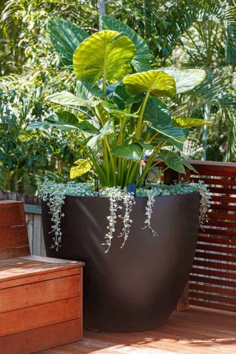 Noosa Heads Residential Poolside Landscaping and Decking