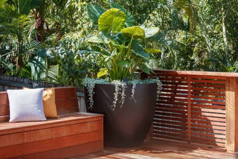 Noosa Heads Residential Poolside Landscaping and Decking