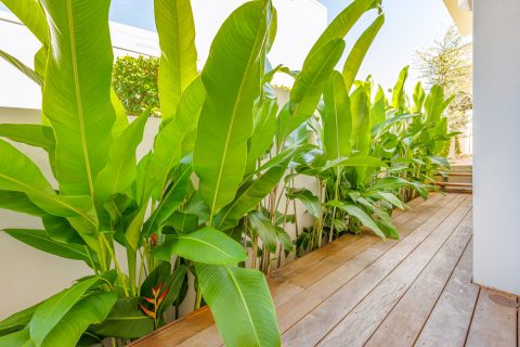 Hill Street Sunshine Beach Terrace House Garden Makeover