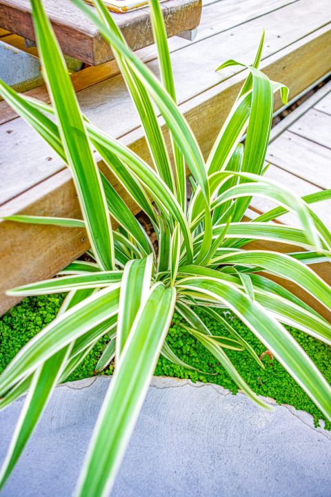 Hill Street Sunshine Beach Terrace House Garden Makeover