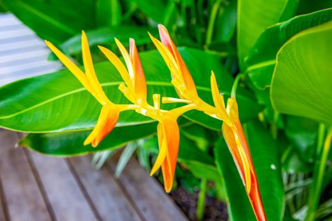 Hill Street Sunshine Beach Terrace House Garden Makeover
