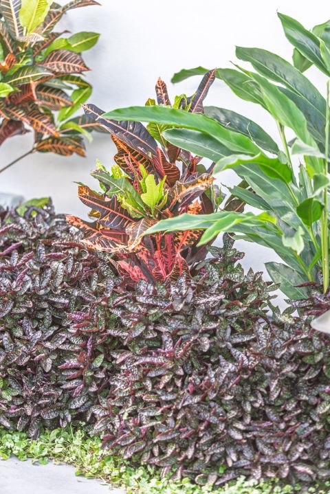 Sunshine Beach Landscaping Services