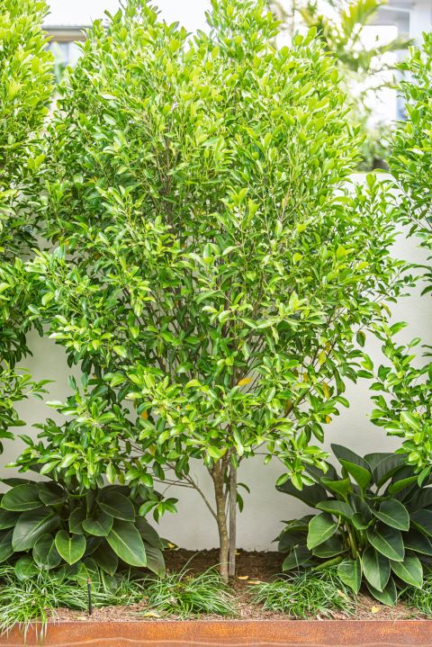 Sunshine Beach Landscaping Services