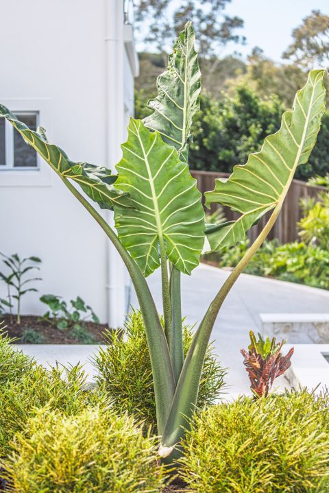 Sunshine Beach Landscaping Services
