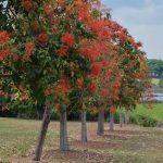Flame Tree