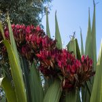 Giant Gymea Lily