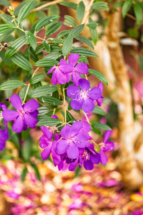 Earth Creation Landscapes – Doonan Residential Landscaper
