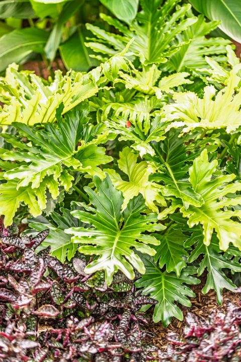 Earth Creation Landscapes – Doonan Residential Landscaper