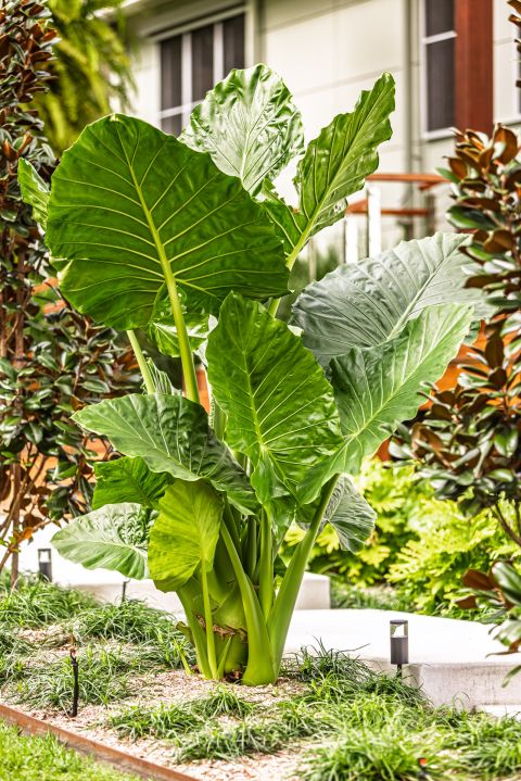Earth Creation Landscapes – Doonan Residential Landscaper