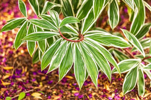 Earth Creation Landscapes – Doonan Residential Landscaper