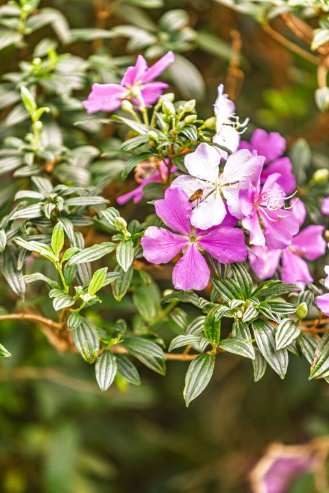 Earth Creation Landscapes – Doonan Residential Landscaper