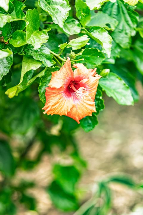 Earth Creation Landscapes – Doonan Residential Landscaper