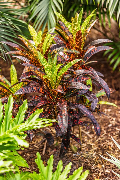 Earth Creation Landscapes – Doonan Residential Landscaper