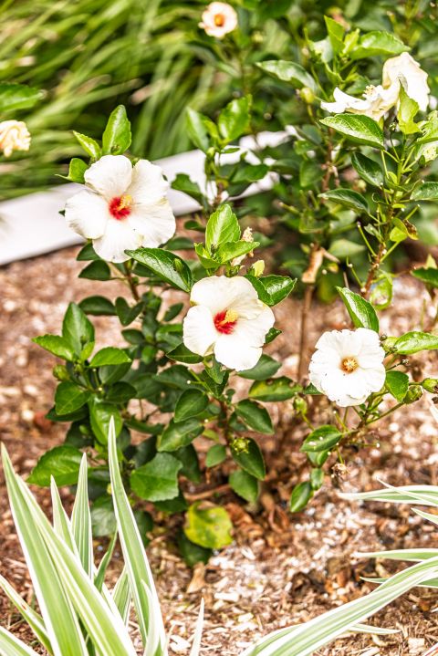 Earth Creation Landscapes – Doonan Residential Landscaper