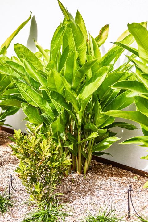 Earth Creation Landscapes – Doonan Residential Landscaper