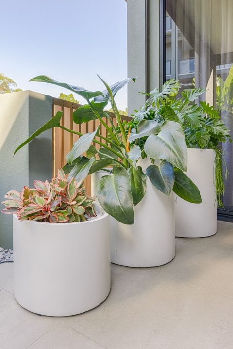 Parkridge Noosa Heads Mini Garden Make-Over