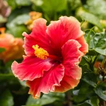 Chinese Hibiscus