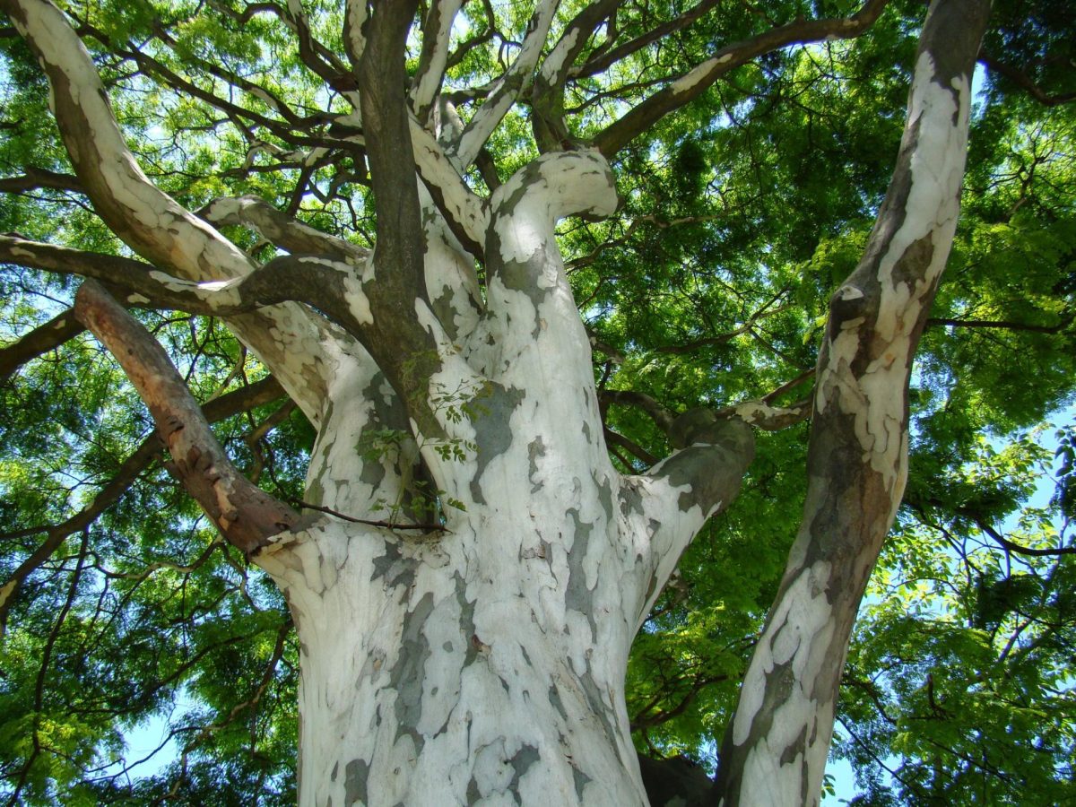 Lep Tree Leopard Tree - Earth Creation Landscapes Plant Library