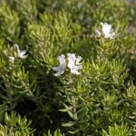 Zena Coastal Rosemary